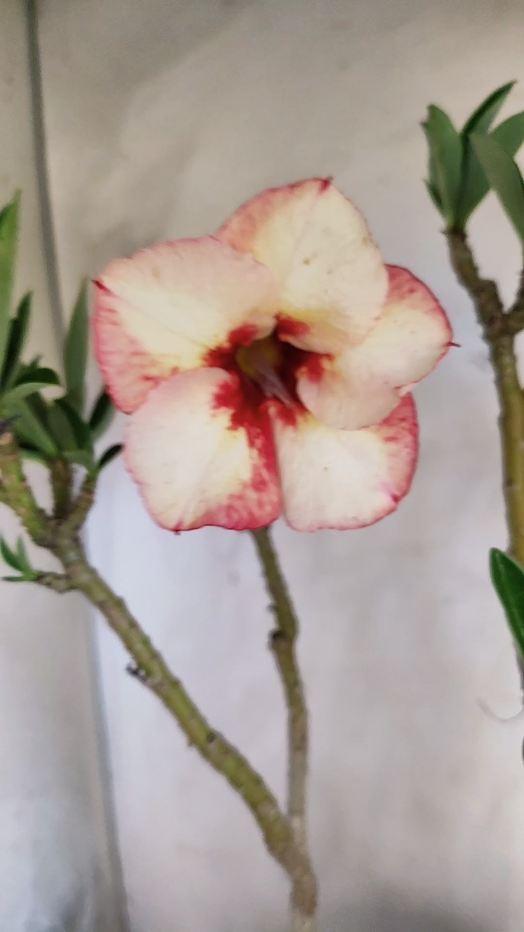 Planta Simples 3616 – 45cm – 03 anos