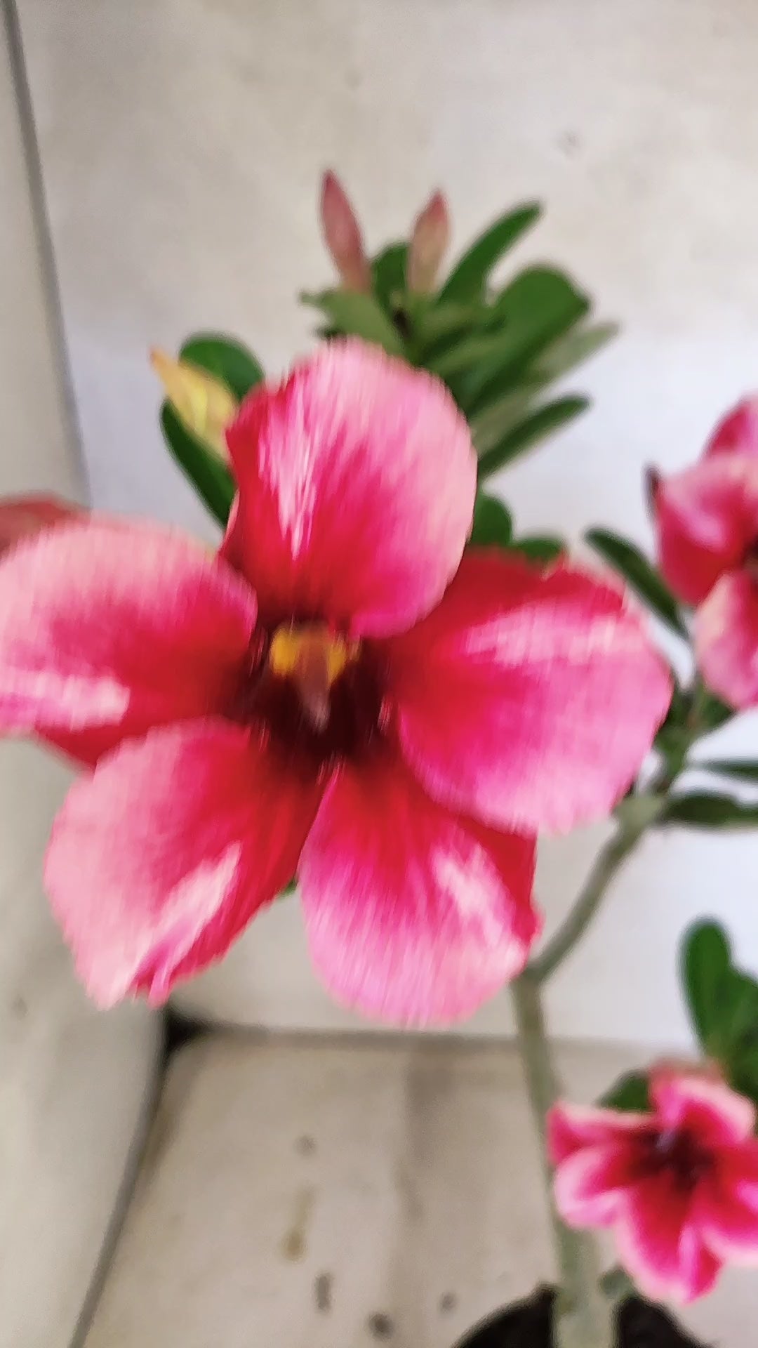 Planta Simples 3521 – 35cm – 02 anos