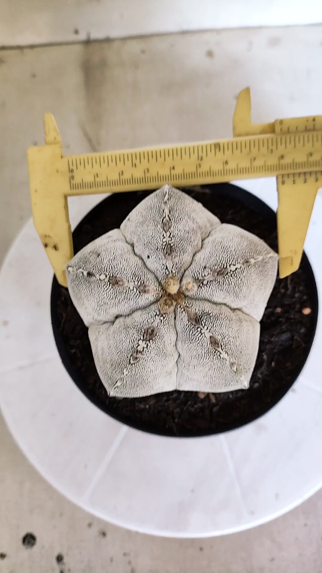 ASTROPHYTUM MYRIOSTIGMA Onzuka Nº 1392 – vaso 15