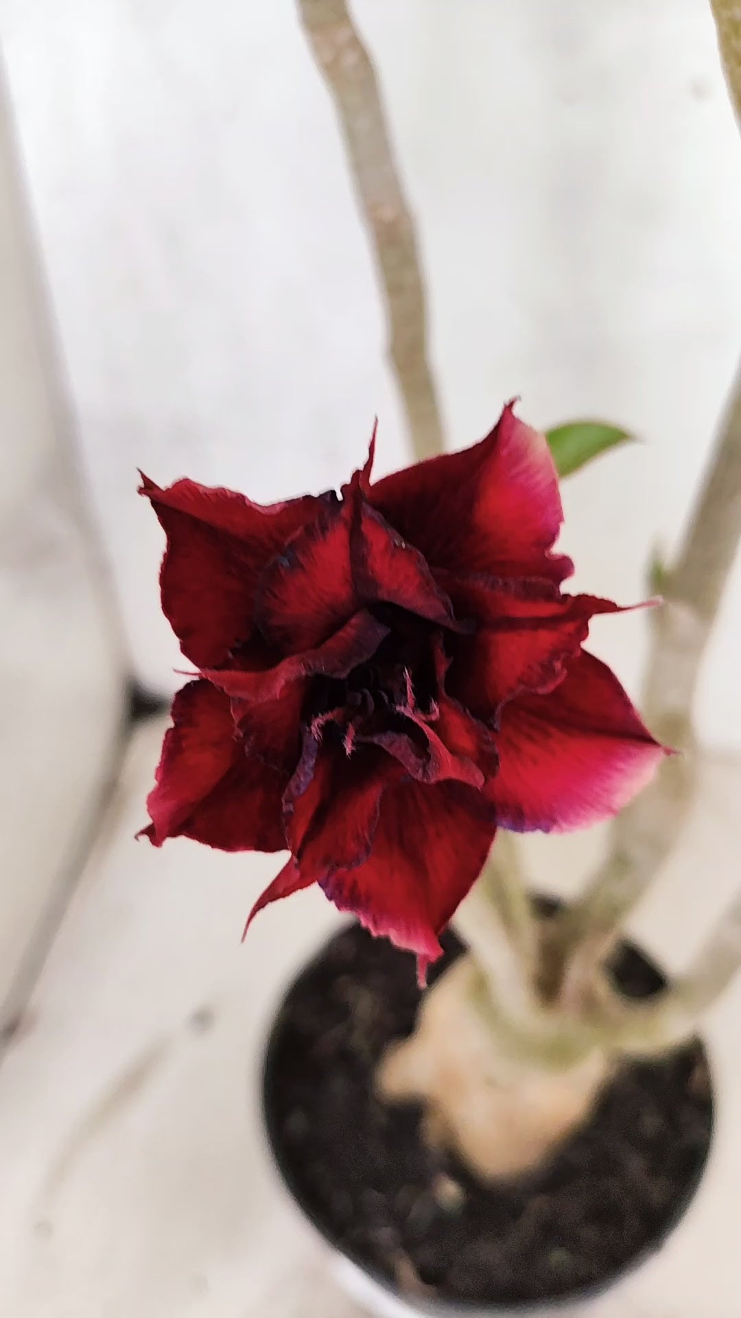 Planta Dobrada 3369 – 35cm – 03 anos
