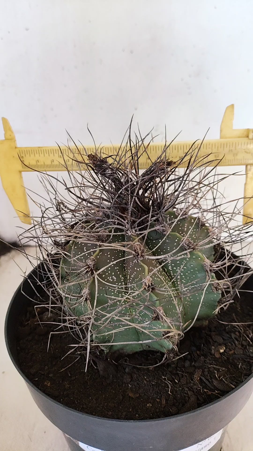 ASTROPHYTUM CAPRICÓRNIO Nº 621 – vaso 17
