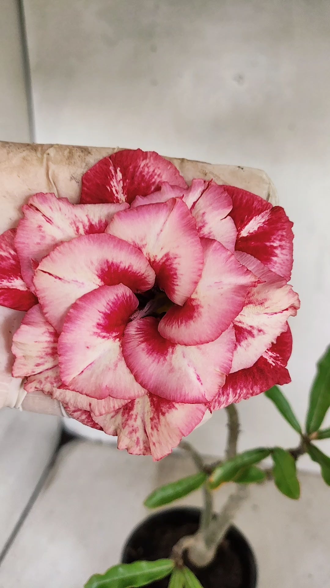 Planta Dobrada 3954 – 30cm – 02 anos