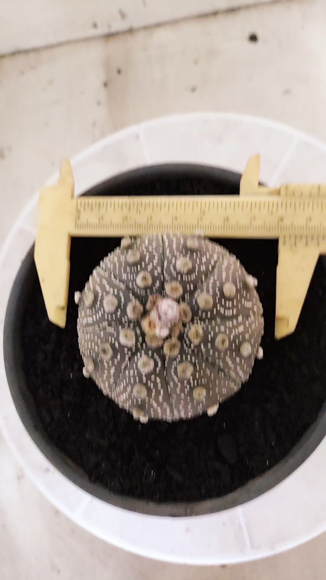 ASTROPHYTUM ASTERIAS "STAR SHAPE - Purple  Nº 1755 – vaso 15