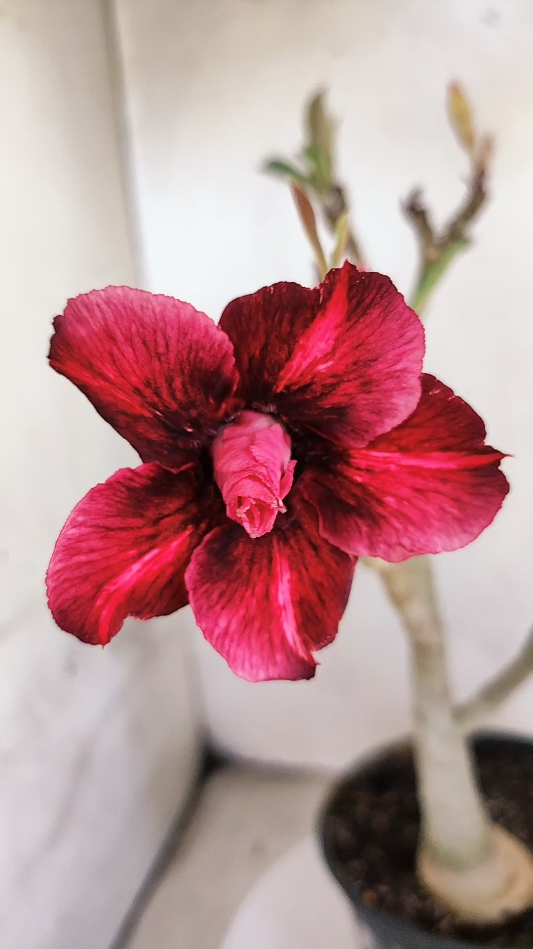 Planta Dobrada 3970 – 30cm – 02 anos