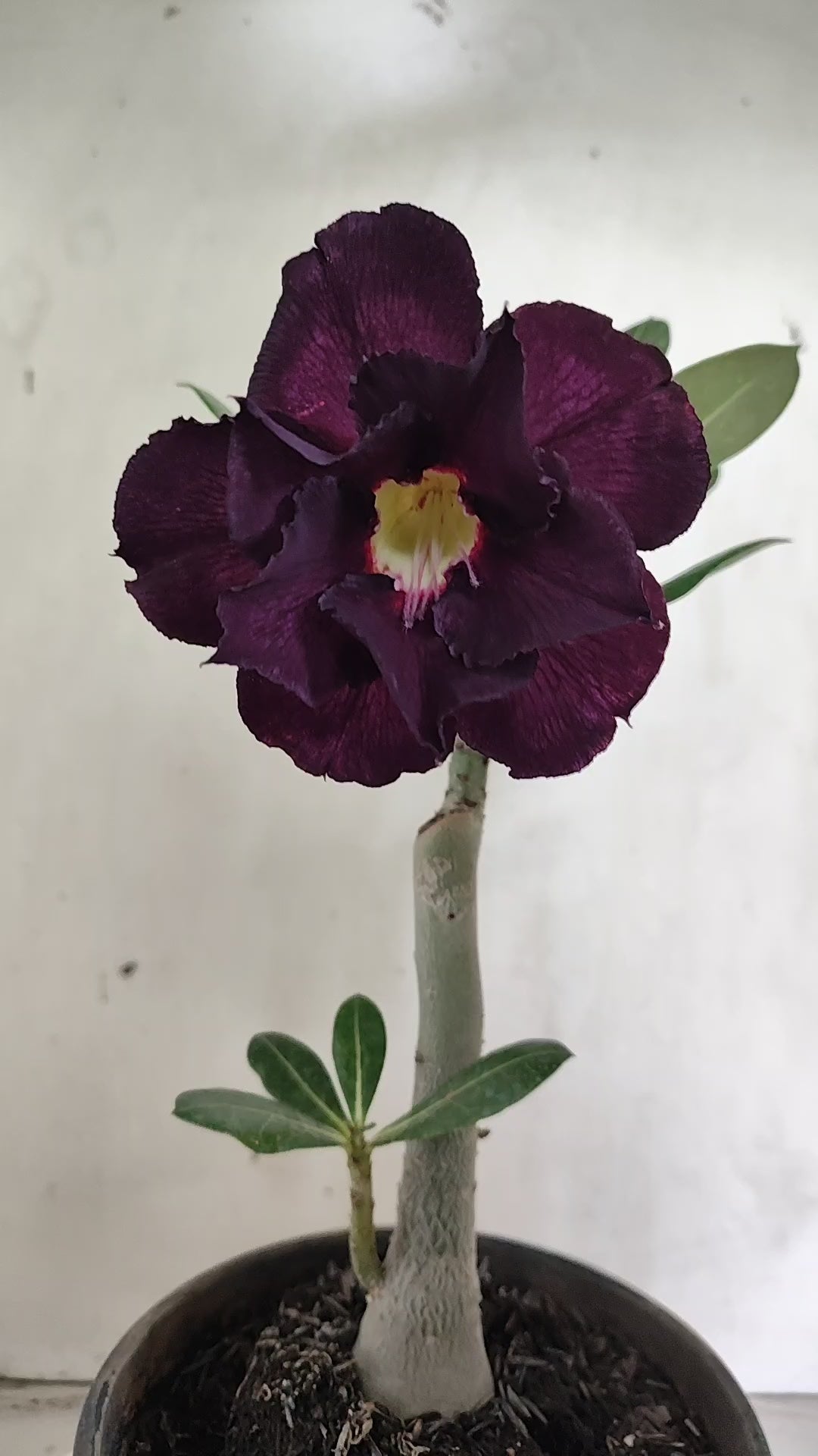 Planta Dobrada 4076 –  25cm – 01 ano - Vaso 15