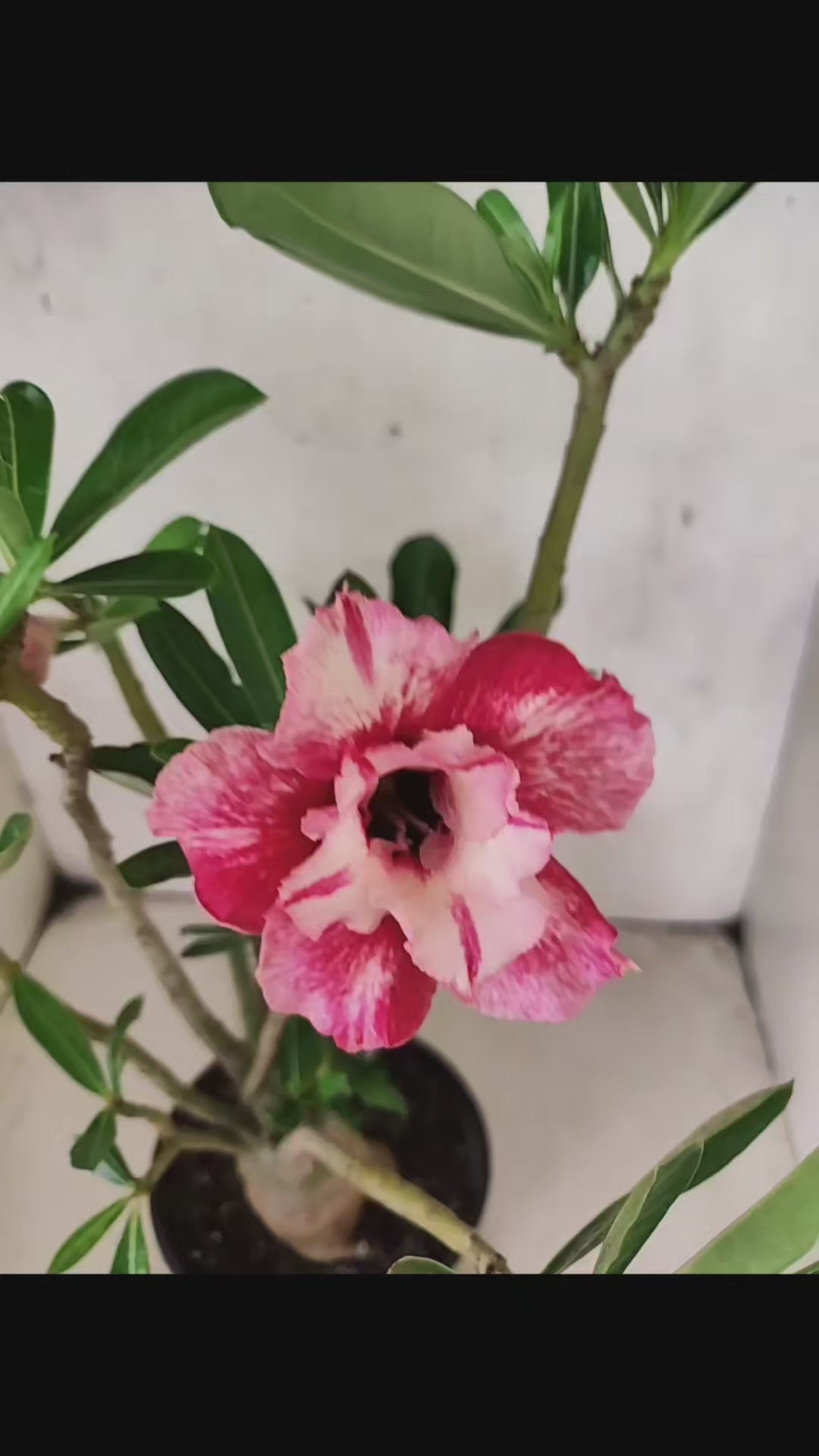 Planta Dobrada 3808 – 35cm – 03 anos