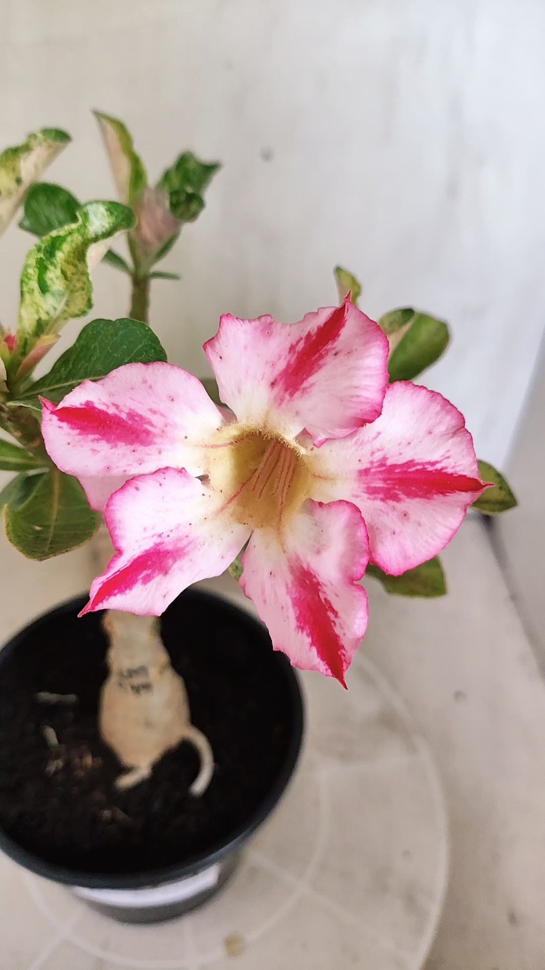 ENXERTO 12873 – 25cm (cor LM 949) VARIEGATA