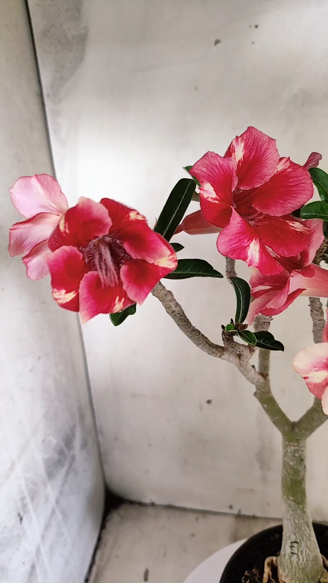 Planta Simples 3637 – 30cm – 03 anos - vaso 15