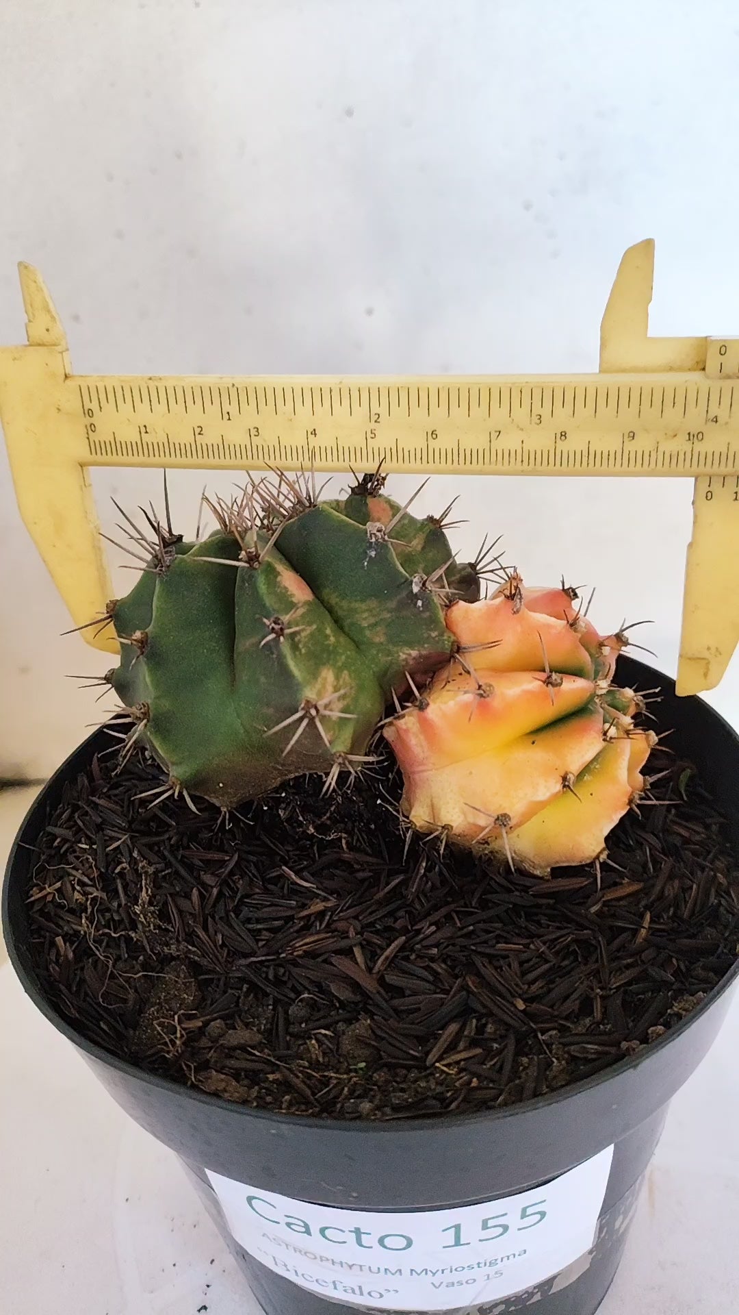 GYMNOCALYCIUM Mihanovichii "Variegata - Bucéfalo" Nº 155 – vaso 15
