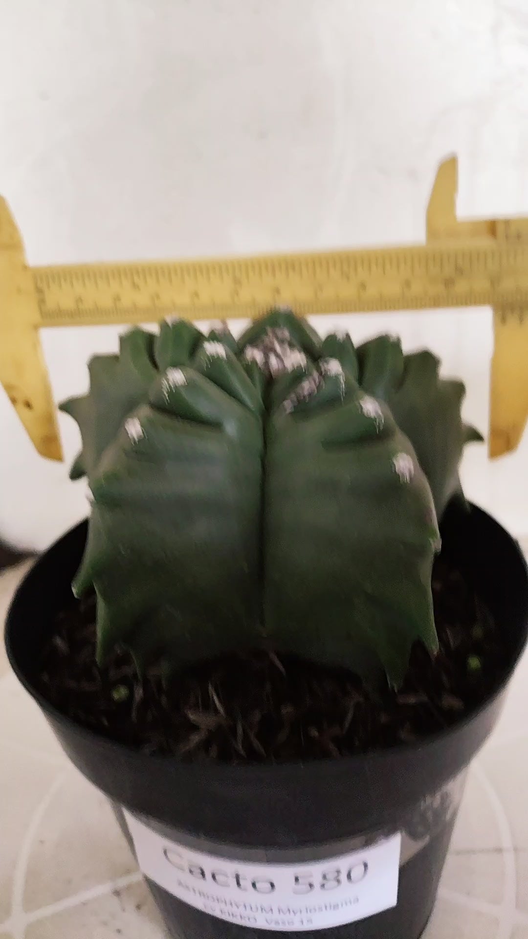 MATRIZ ASTROPHYTUM cv KIKKO   Nº 580 – vaso 15