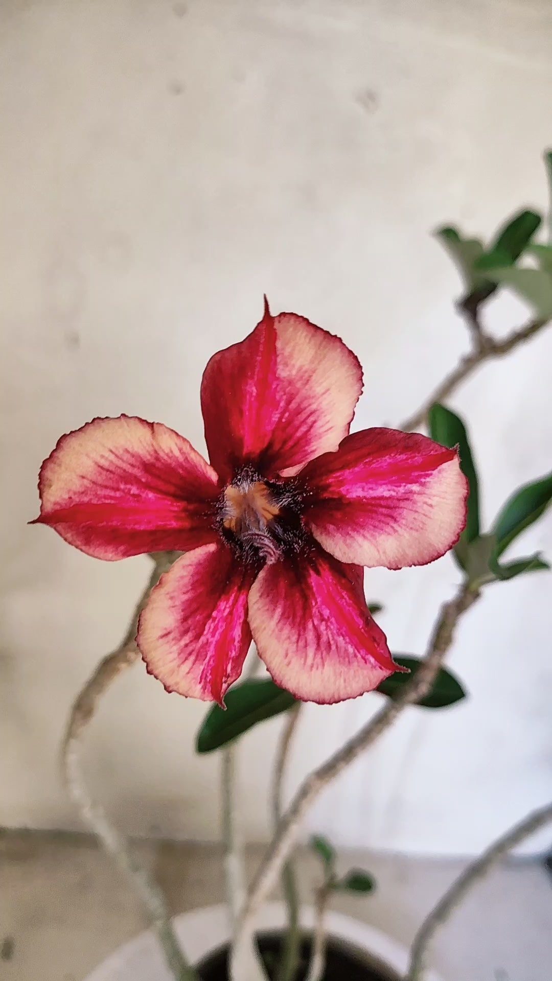 Planta Simples 3607 – 30cm – 02 anos