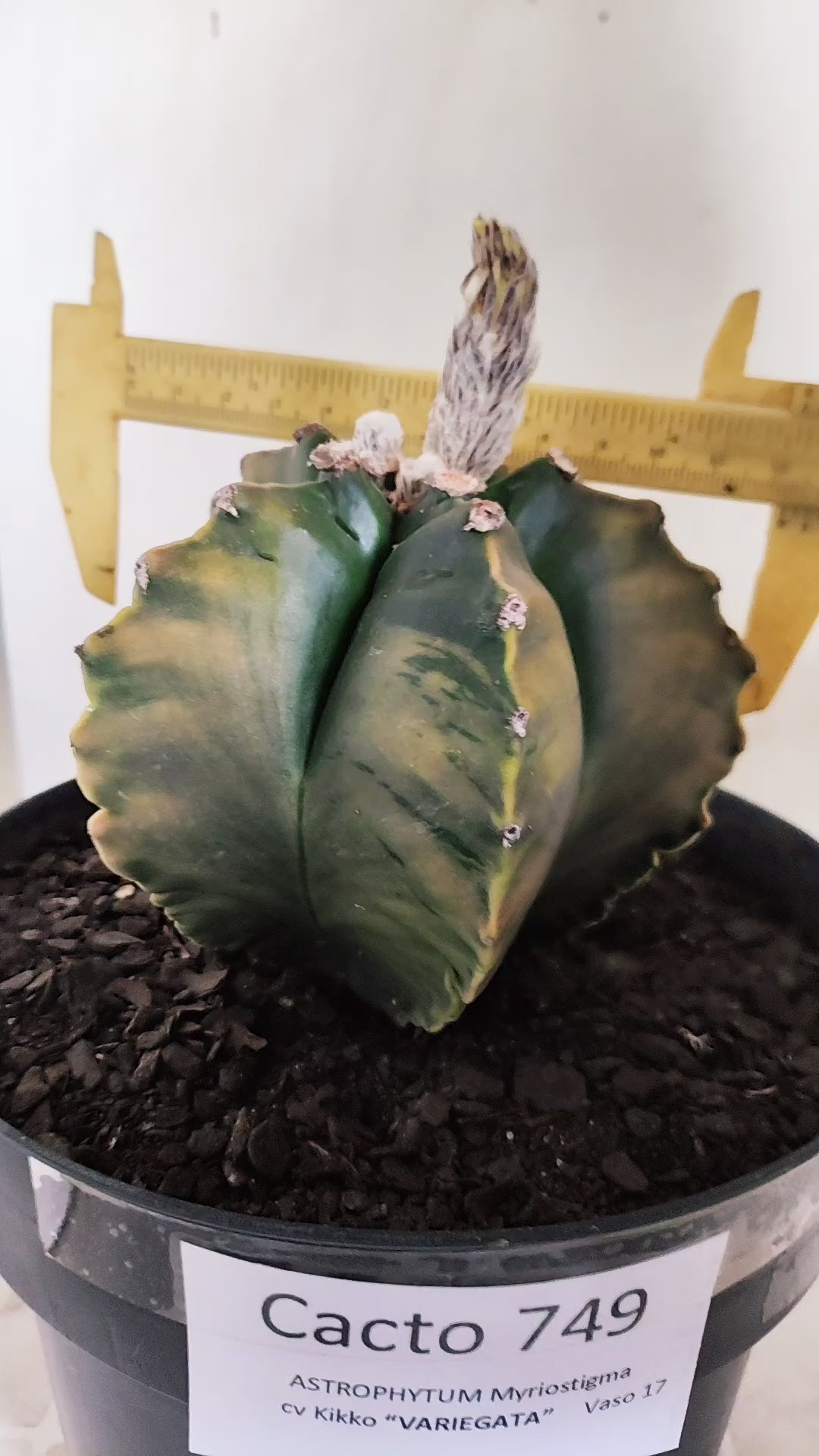 MATRIZ ASTROPHYTUM cv KIKKO "Variegata"  Nº 749 – vaso 17