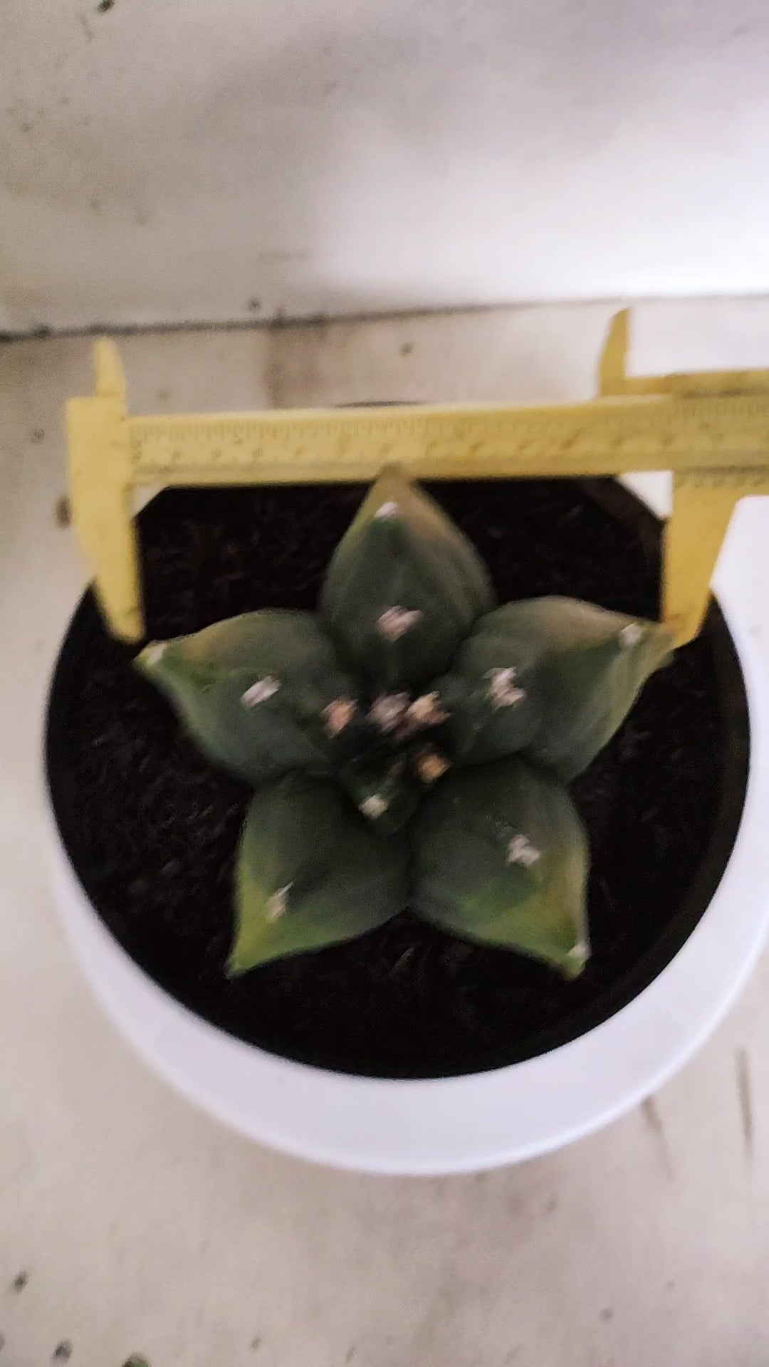MATRIZ ASTROPHYTUM cv KIKKO "Variegata" Nº 542 – vaso 17