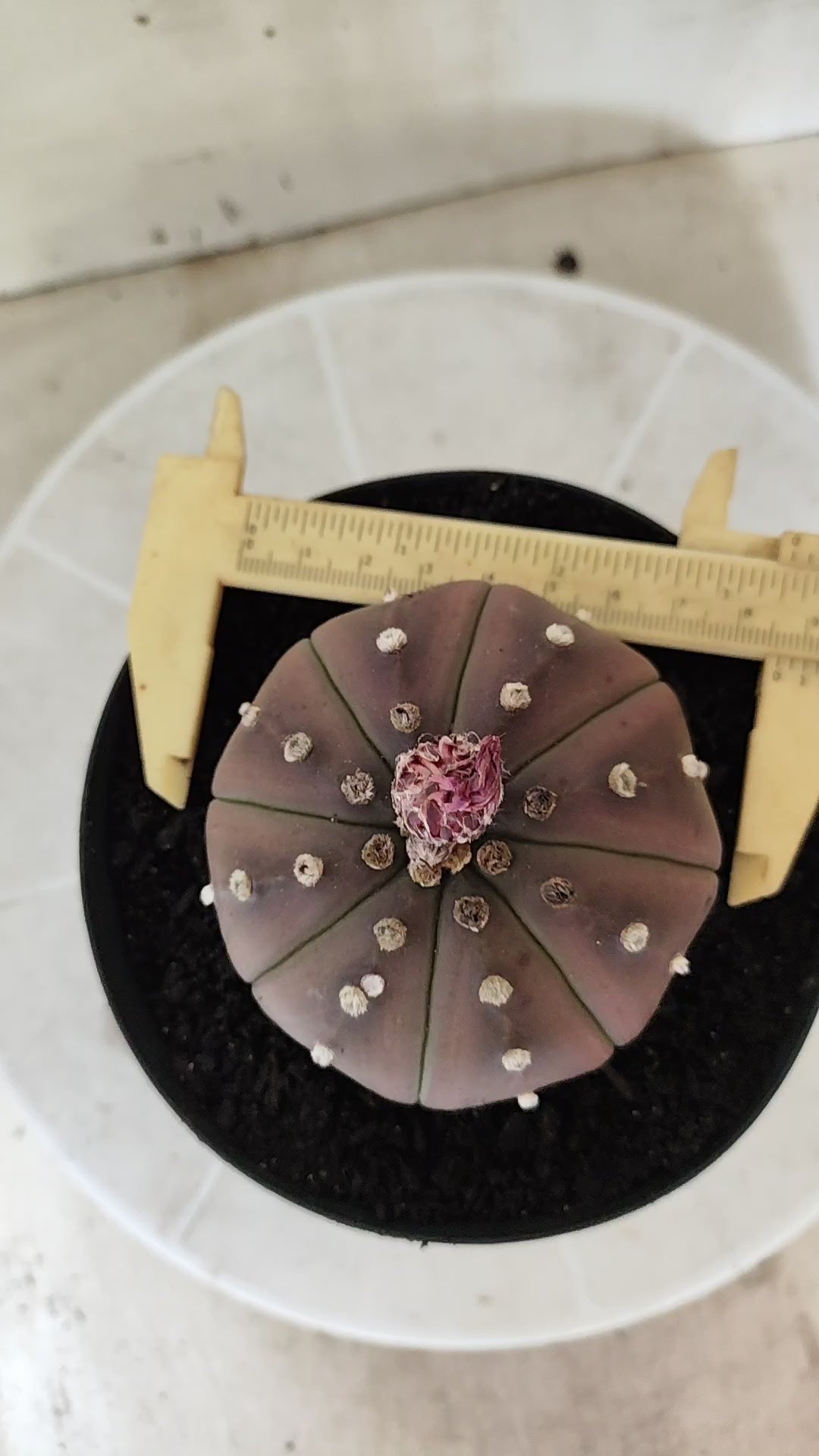 ASTROPHYTUM ASTERIAS "STAR SHAPE - Purple  Nº 1744 – vaso 15