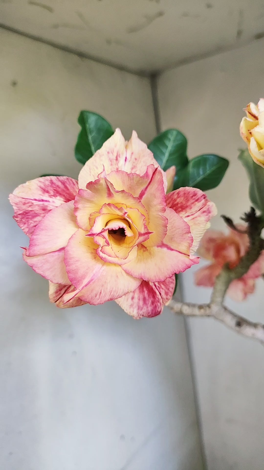 Matriz Planta Dobrada 297 –  40cm – 03 anos - Vaso 20