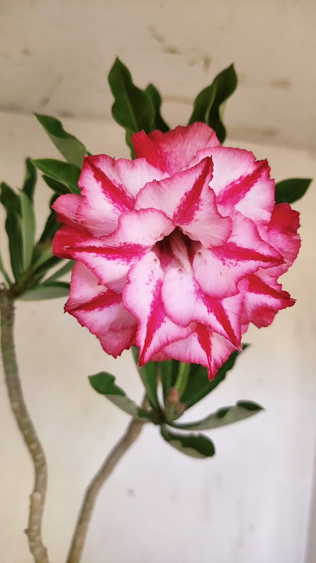 Planta Dobrada 3947 – 35cm – 03 anos
