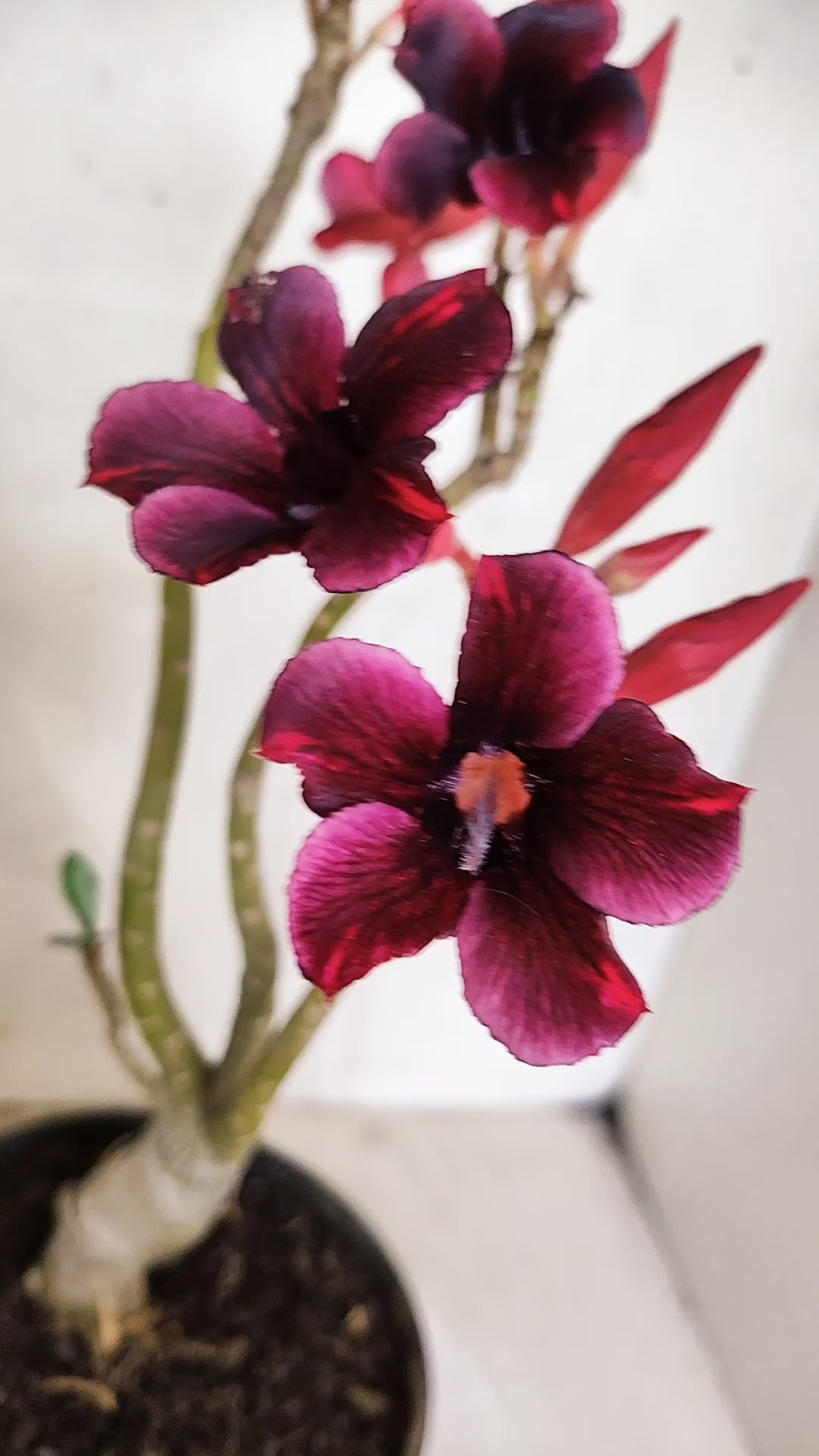 Planta Simples 3585 – 30cm – 02 anos