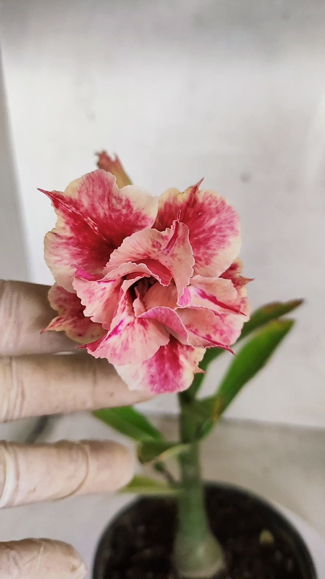 Planta Dobrada 3972 – 30cm – 02 anos