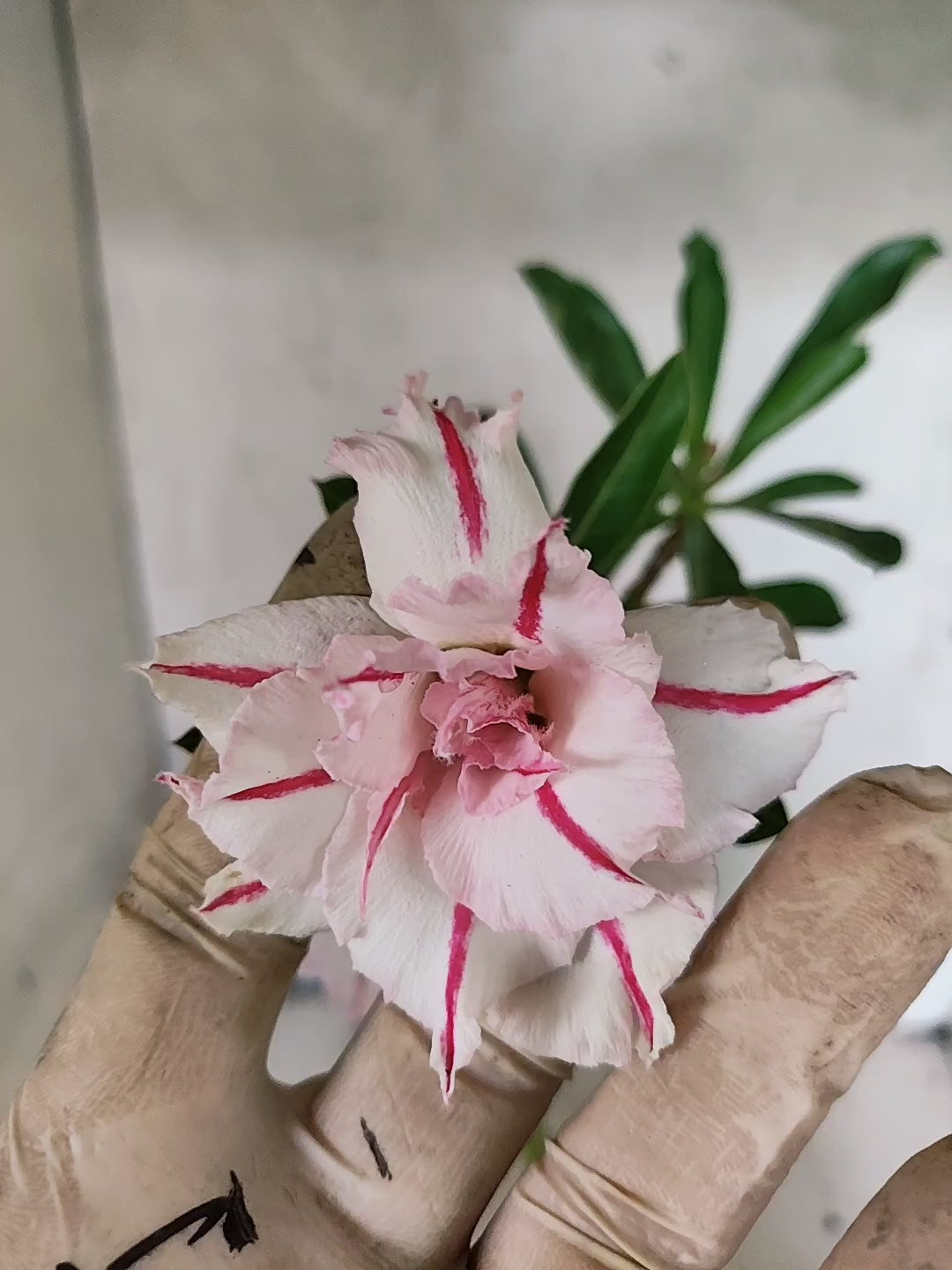 Planta Dobrada 3880 – 30cm – 02 anos