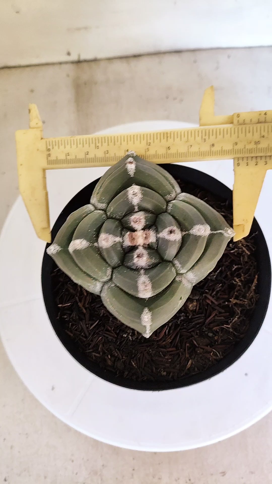 MATRIZ ASTROPHYTUM cv KIKKO "4 QUINAS"  Nº 1149 – vaso 15