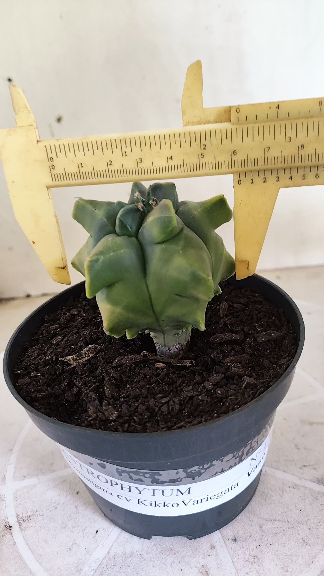 MATRIZ ASTROPHYTUM cv KIKKO "Variegata" Nº 1715 – vaso 11