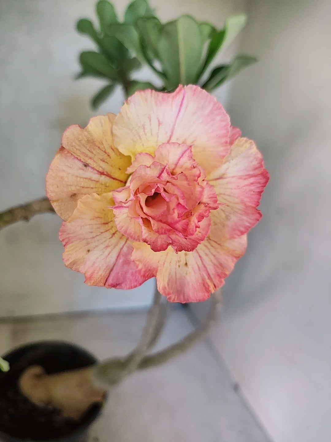 Planta Dobrada 3868 – 30cm – 02 anos