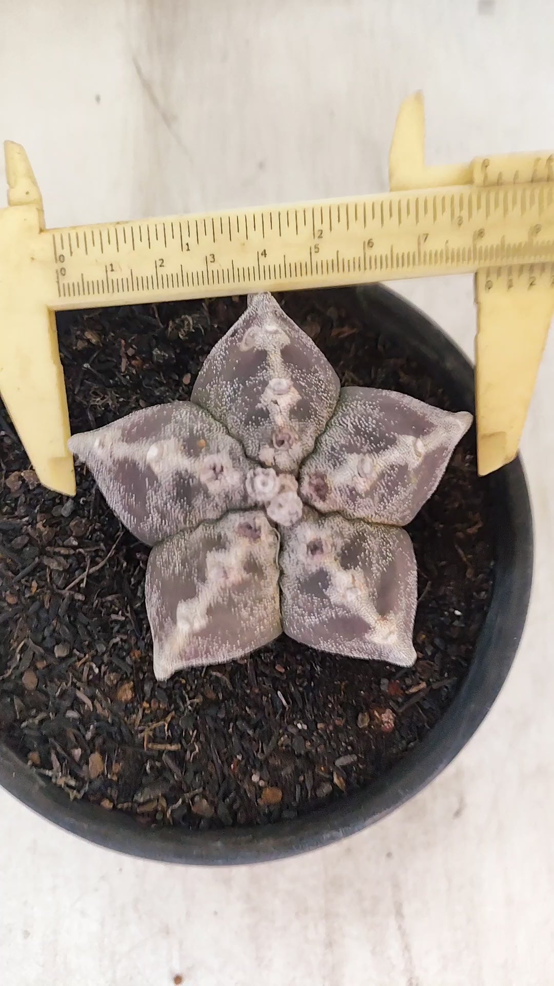 ASTROPHYTUM MYRIOSTIGMA Nº 1195 – vaso 15