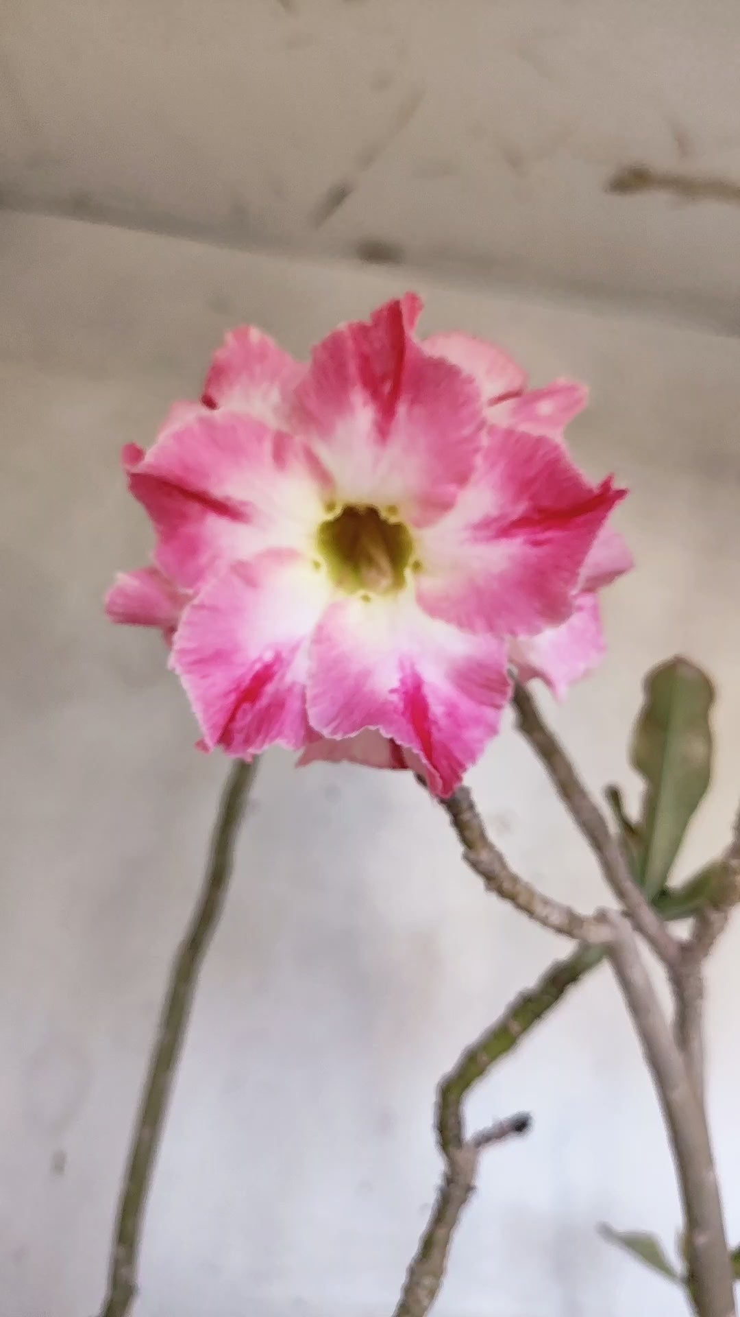 Planta Dobrada 3971 – 40cm – 03 anos
