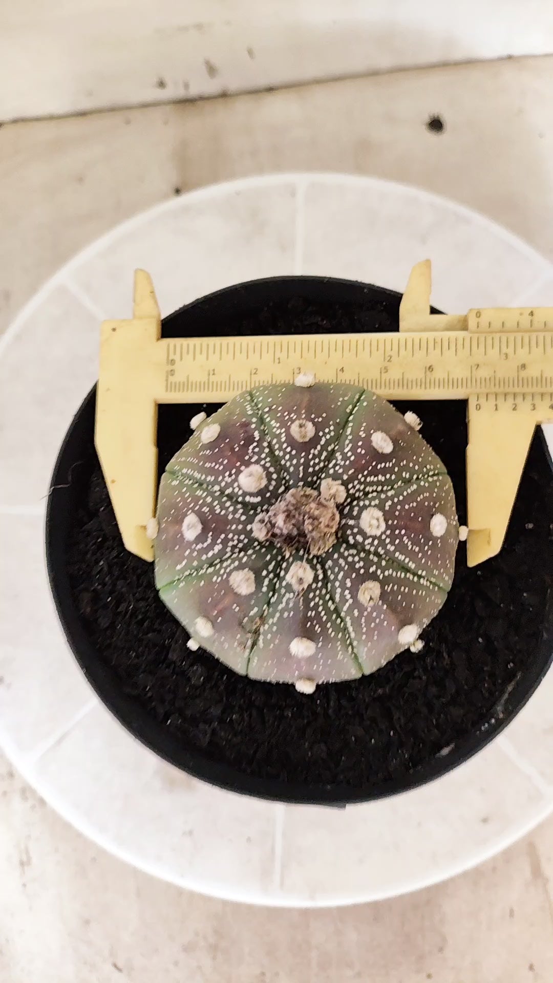 ASTROPHYTUM ASTERIAS Purple  Nº 1741 – vaso 15