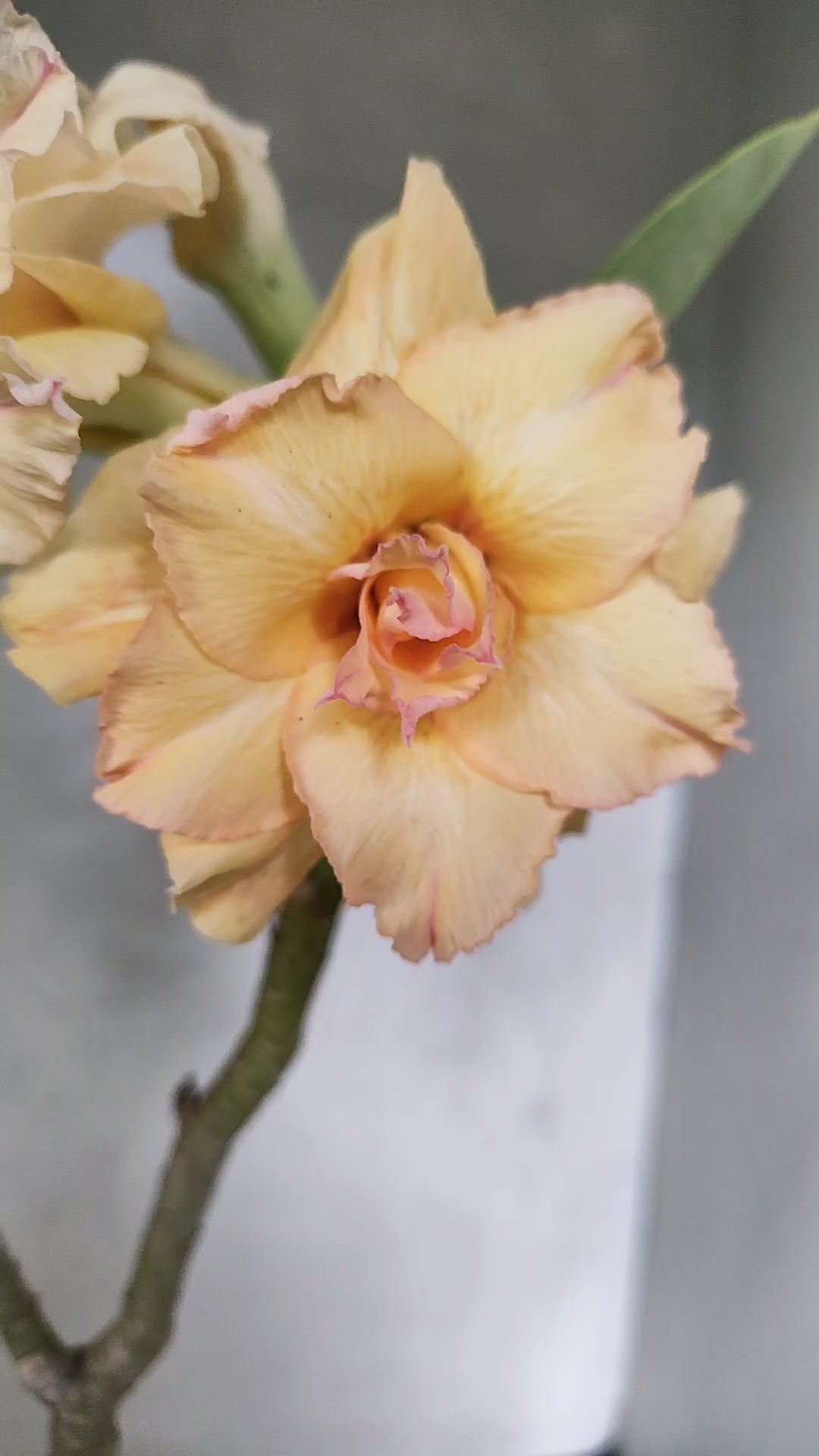 Planta Dobrada 3922 – 30cm – 03 anos