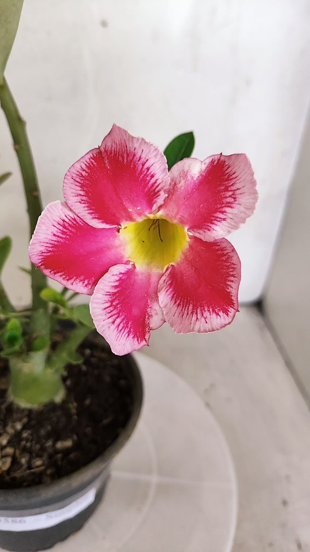 Planta Simples 3586 – 30cm – 01 ano