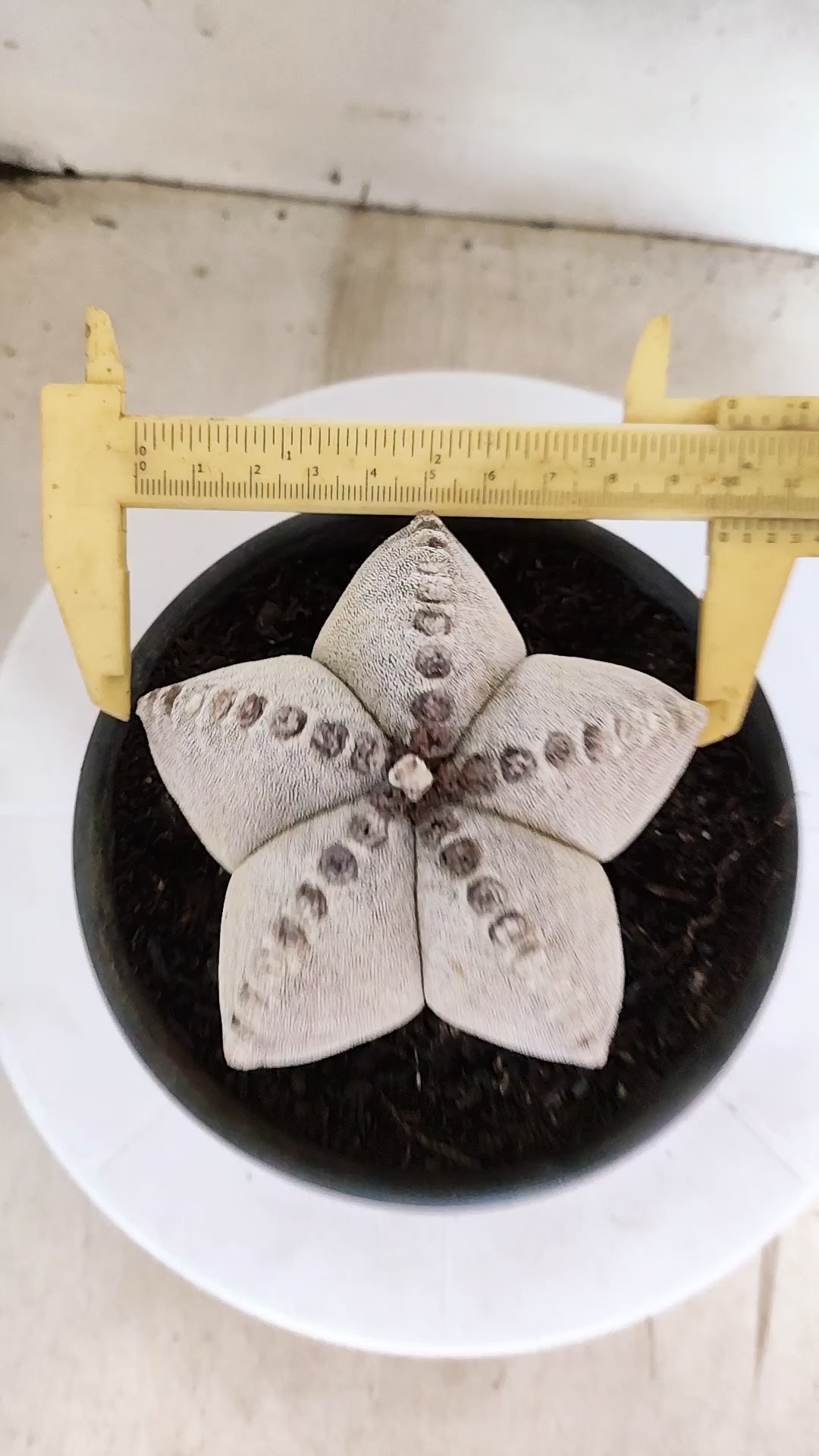 ASTROPHYTUM MYRIOSTIGMA   Nº 1154  – vaso 15