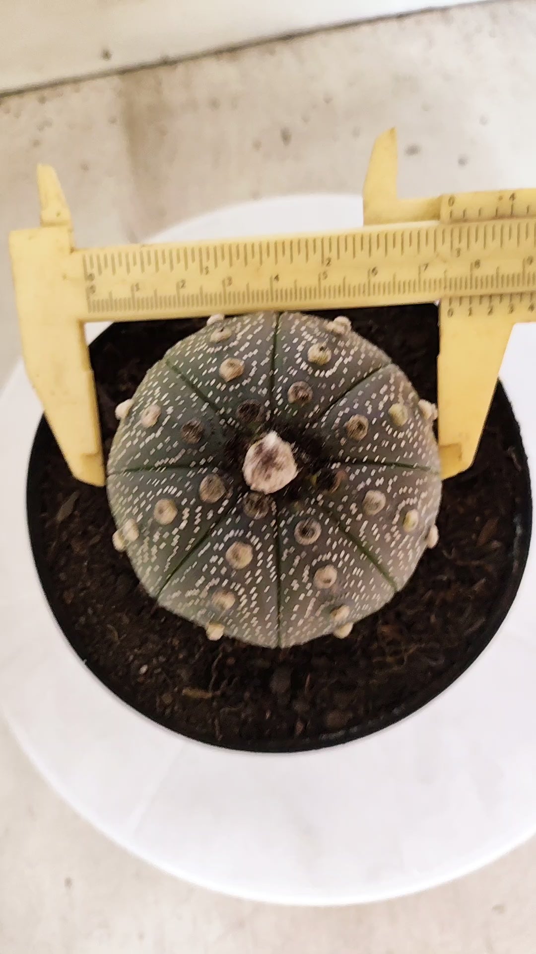 ASTROPHYTUM ASTERIAS “Purple”  Nº 1253 – vaso 15