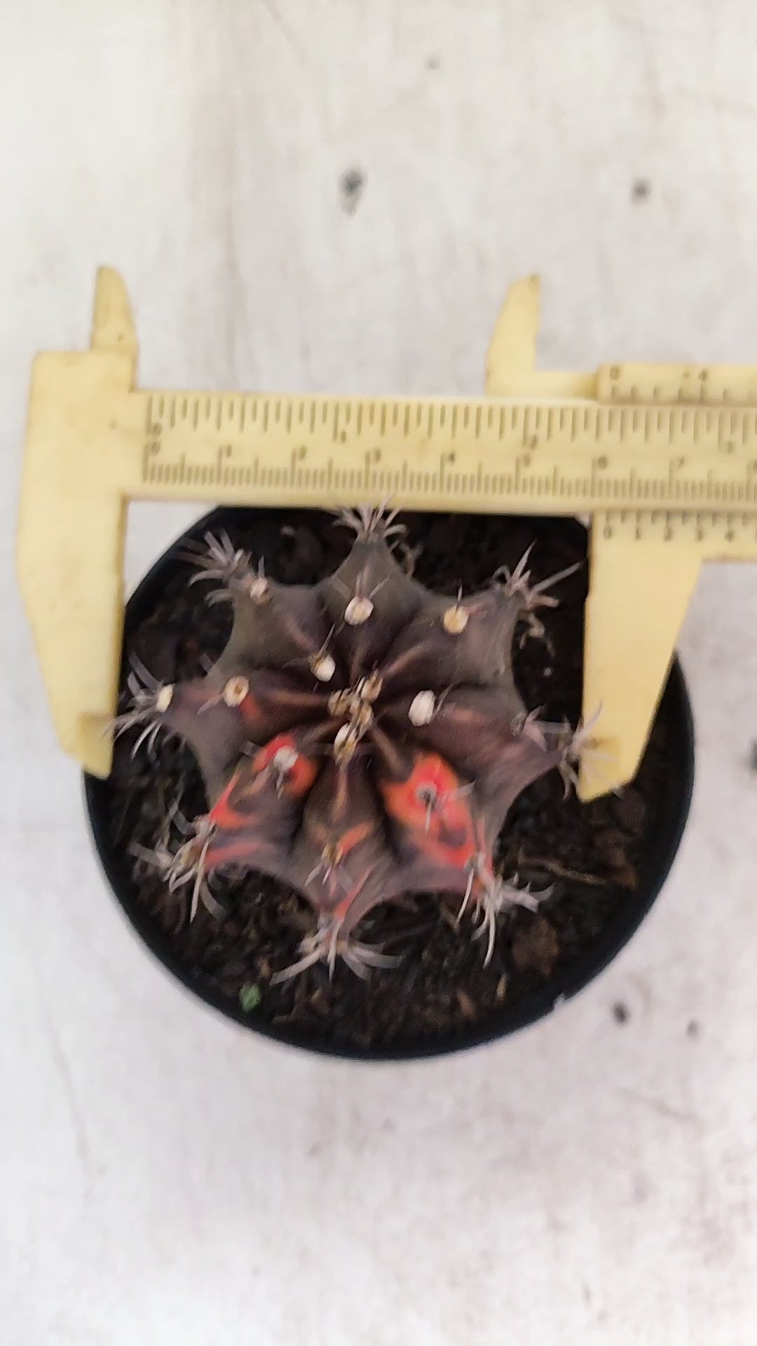 GYMNOCALYCIUM Mihanovichii "Variegata" Nº 715 – vaso 09