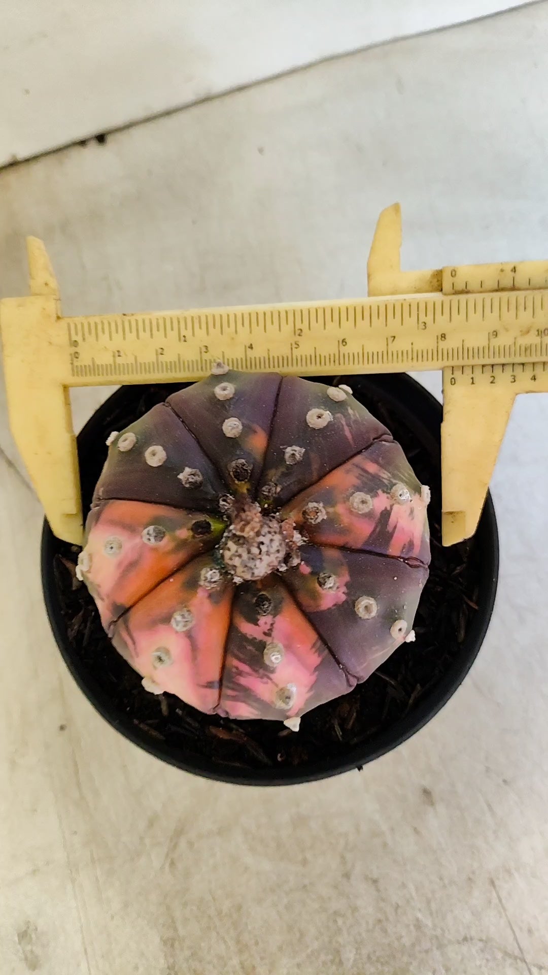 ASTROPHYTUM ASTERIAS “Purple - VARIEGATA”  Nº 1201 – vaso 11