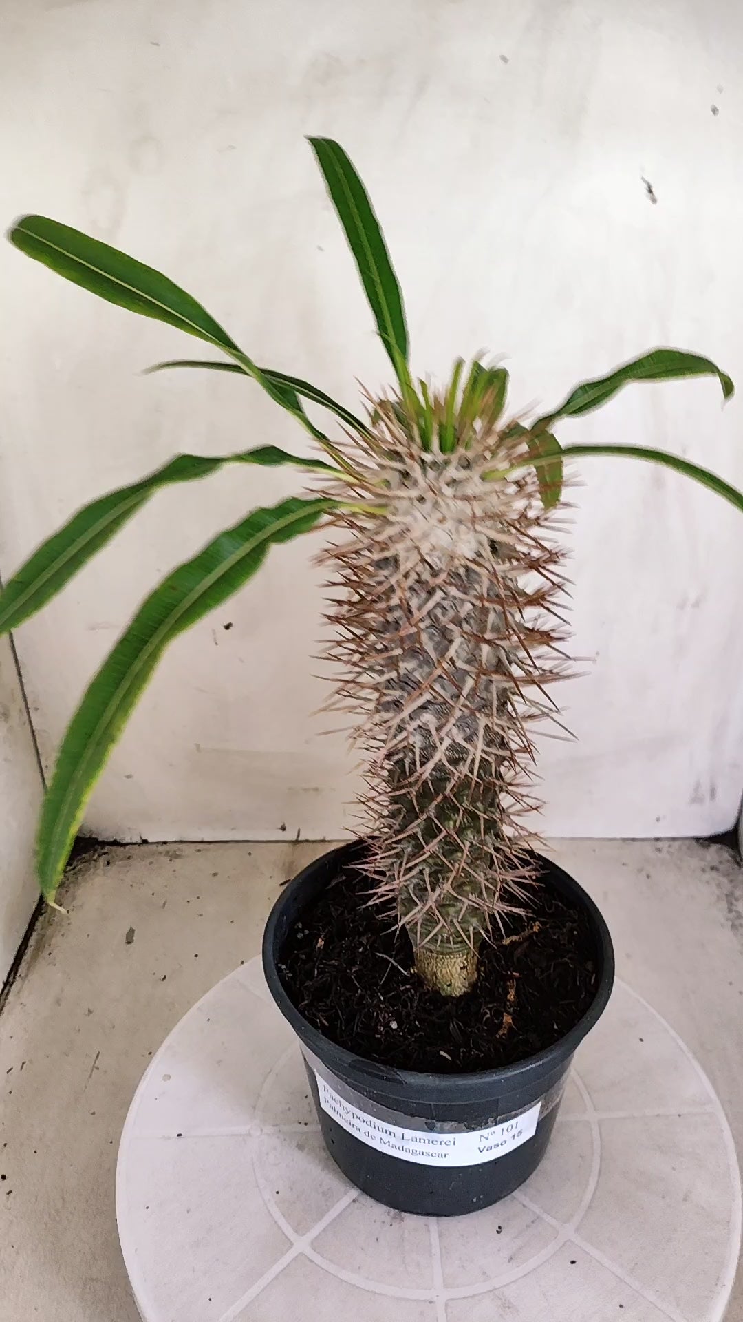Pachypodium Lamerei "Palmeira de Madagascar" - Nº 101 - vaso 15