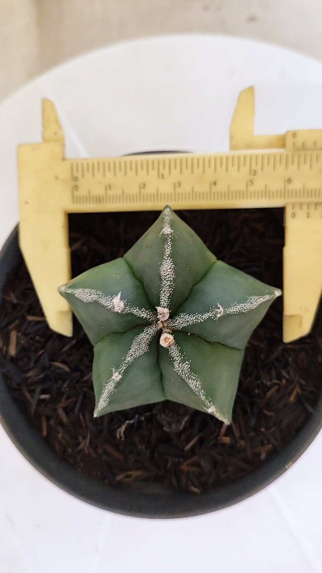 ASTROPHYTUM MYRIOSTIGMA Nº 1187 – vaso 11