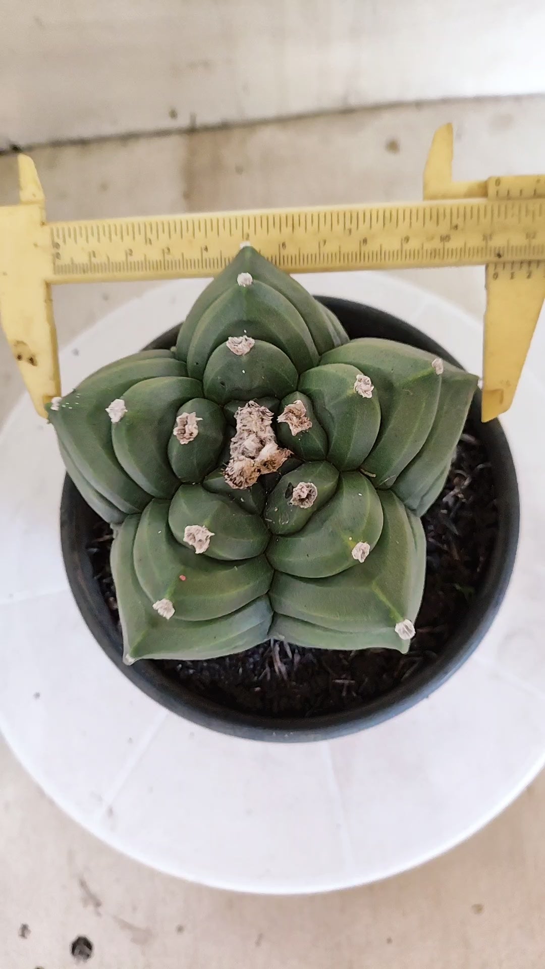 MATRIZ ASTROPHYTUM cv KIKKO  Nº 1421  – vaso 15