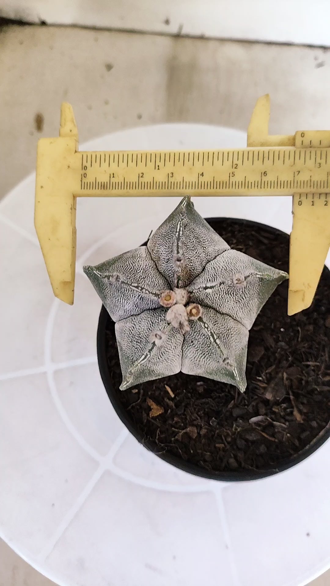 ASTROPHYTUM Myriostigma  Nº 1262 – vaso 11