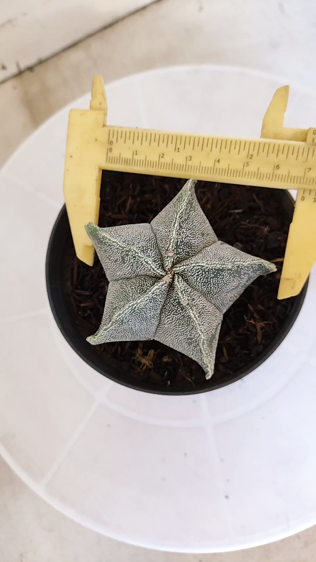 ASTROPHYTUM MYRIOSTIGMA Nº 1242 – vaso 11