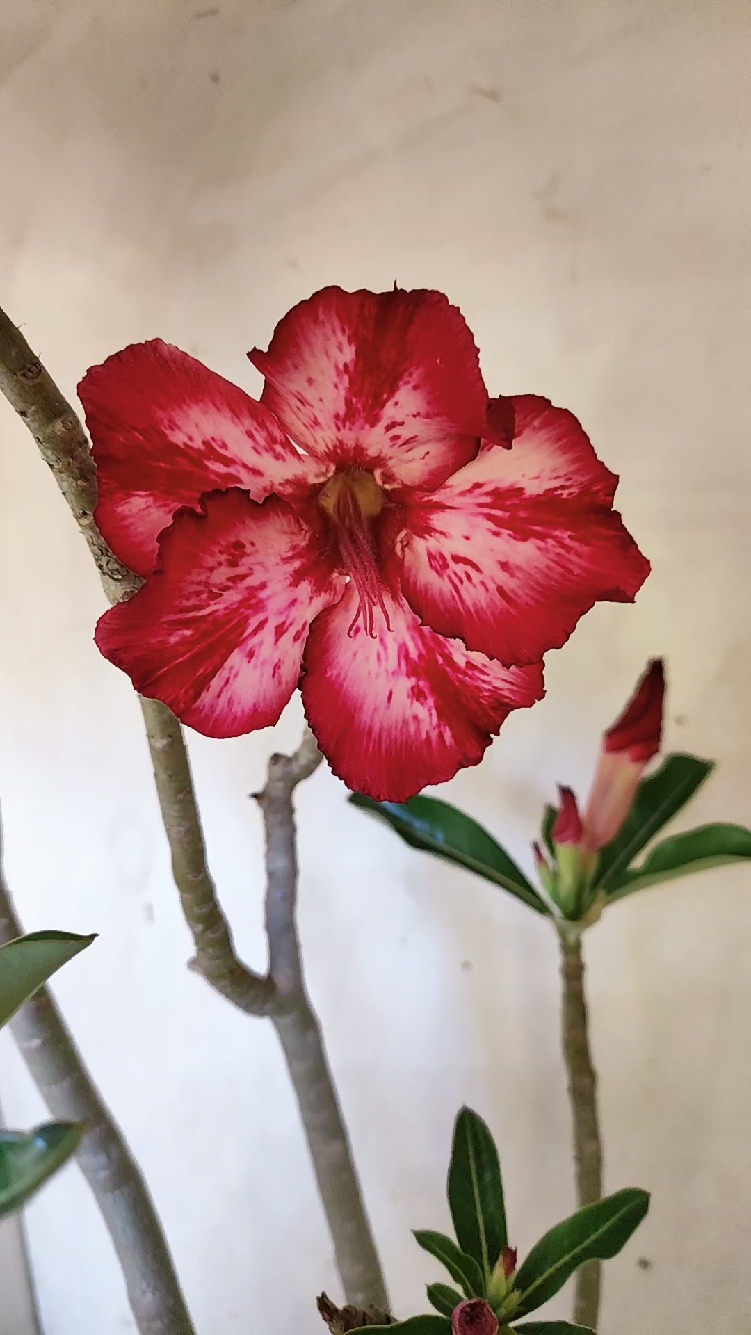 MATRIZ Planta Simples 232 – 60cm – 05 anos
