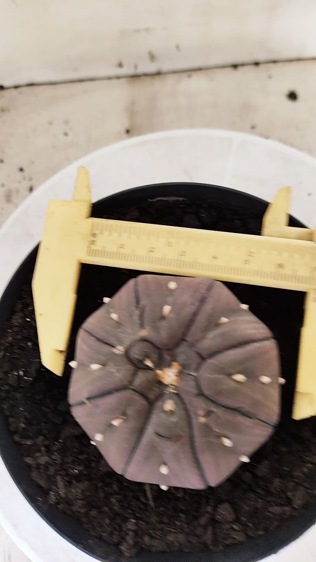 Matriz ASTROPHYTUM ASTERIAS PURPLE "STAR SHAPE - kikko"  Nº 775 – vaso 15