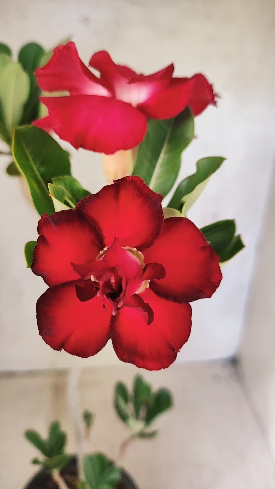 Planta Dobrada 3893 – 35cm – 03 anos