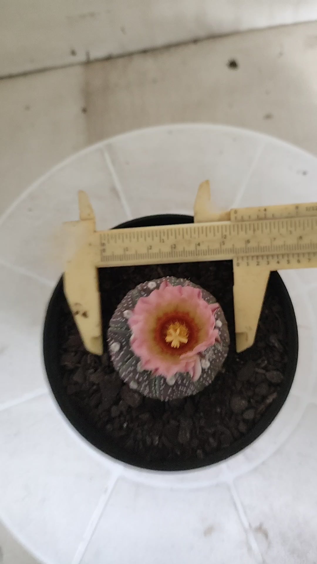 ASTROPHYTUM ASTERIAS  "Purple" - AKABANA Nº 1686 – vaso 11