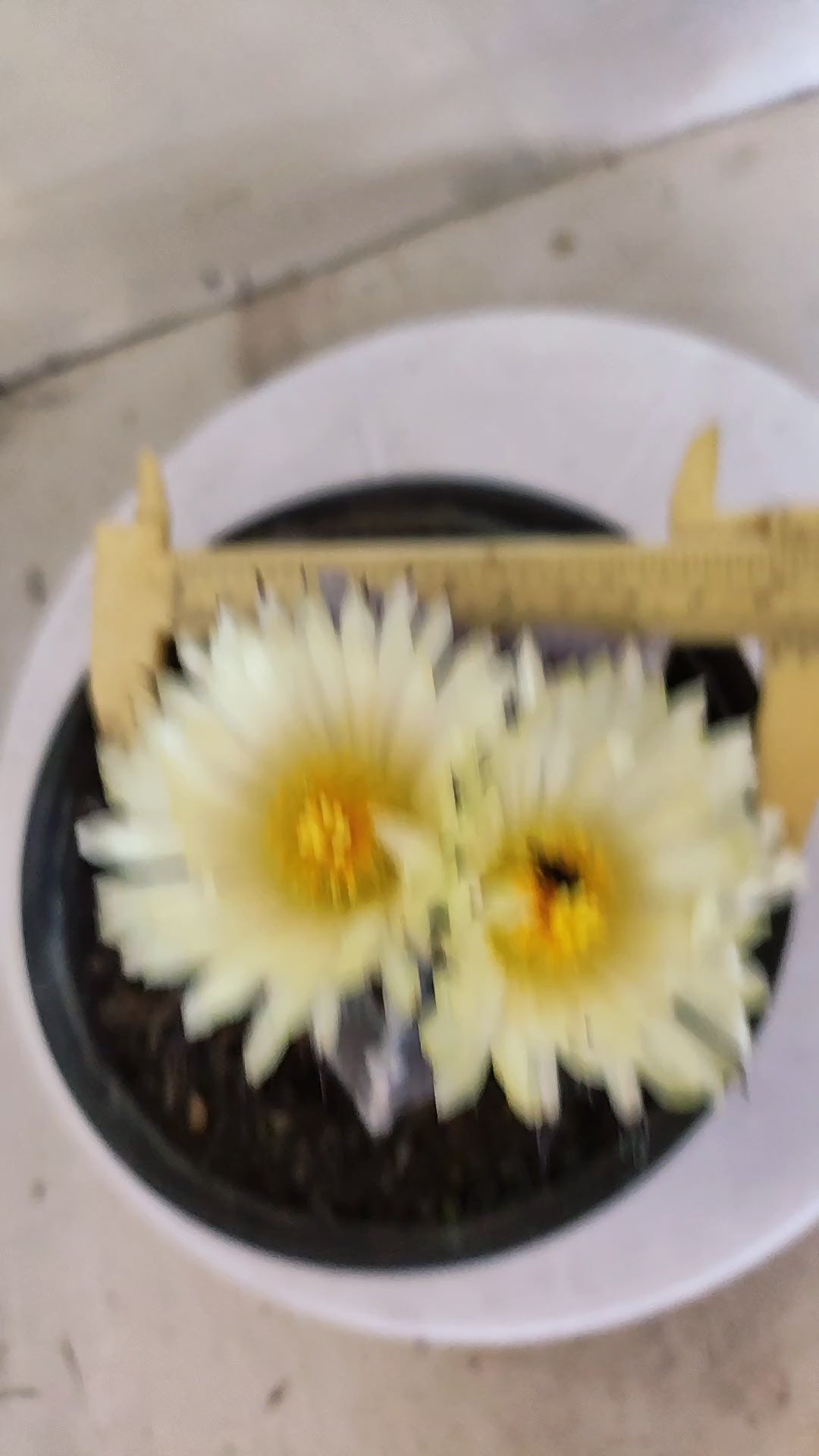 ASTROPHYTUM MYRIOSTIGMA Nº 1195 – vaso 15