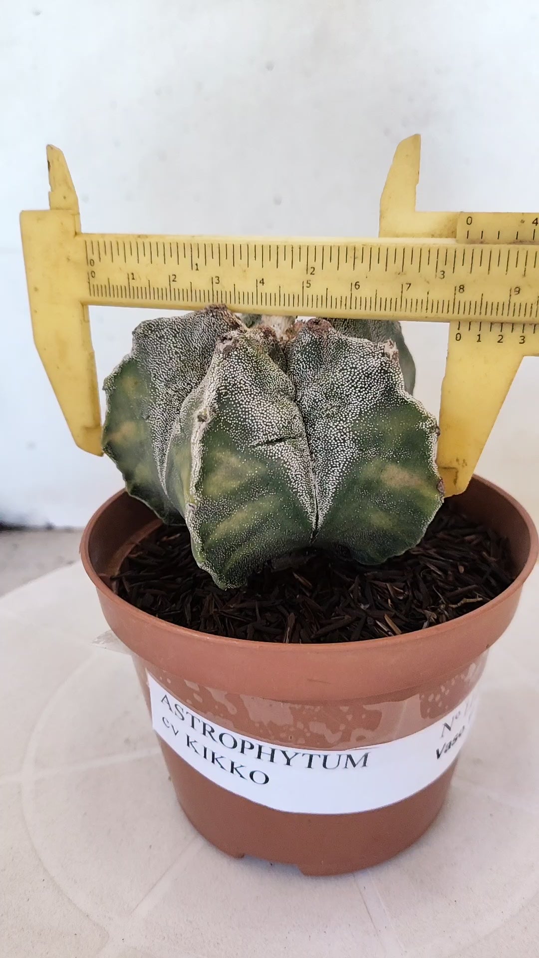 MATRIZ ASTROPHYTUM cv KIKKO  Nº 1118 – vaso 11