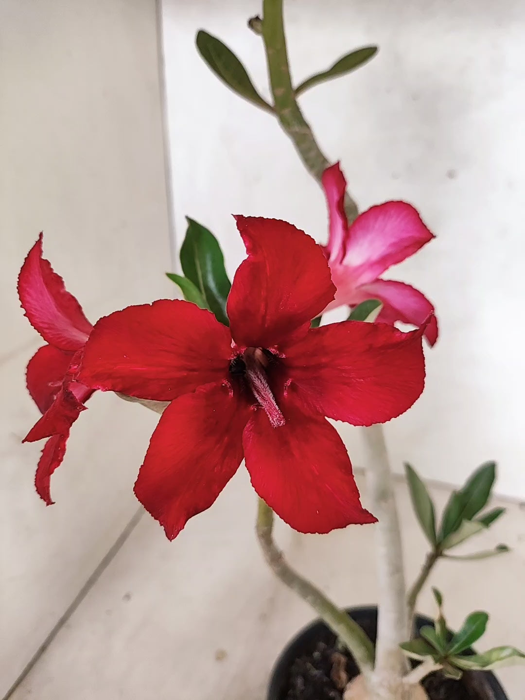Planta Simples 3504 – 30cm – 02 anos