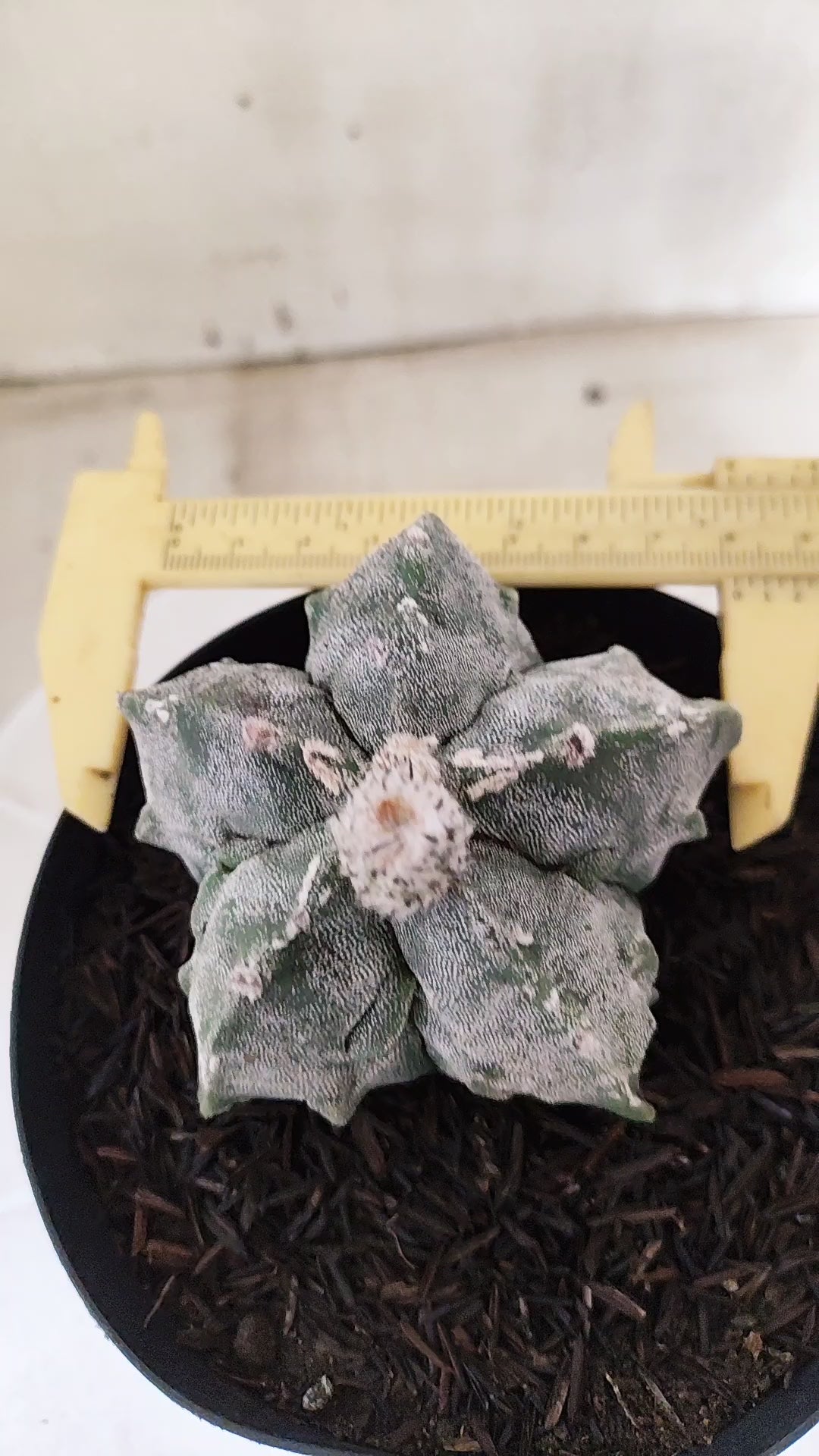 ASTROPHYTUM MYRIOSTIGMA cv KIKKO "Fukuryu"  Nº 1379 – vaso 15