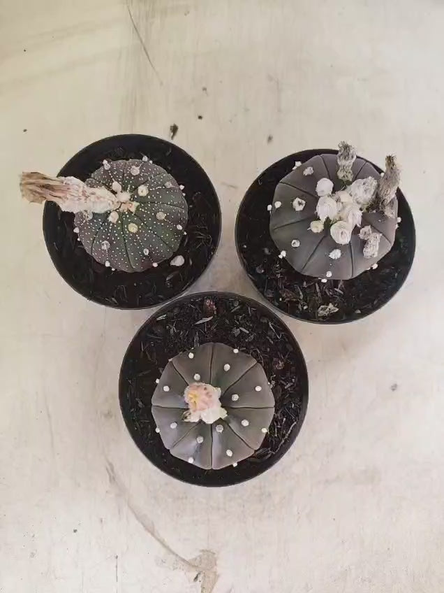 Kit 3 Astrophytum Asterias PURPLE - O Cacto Estrela - vaso 09 (Coleção Especial)