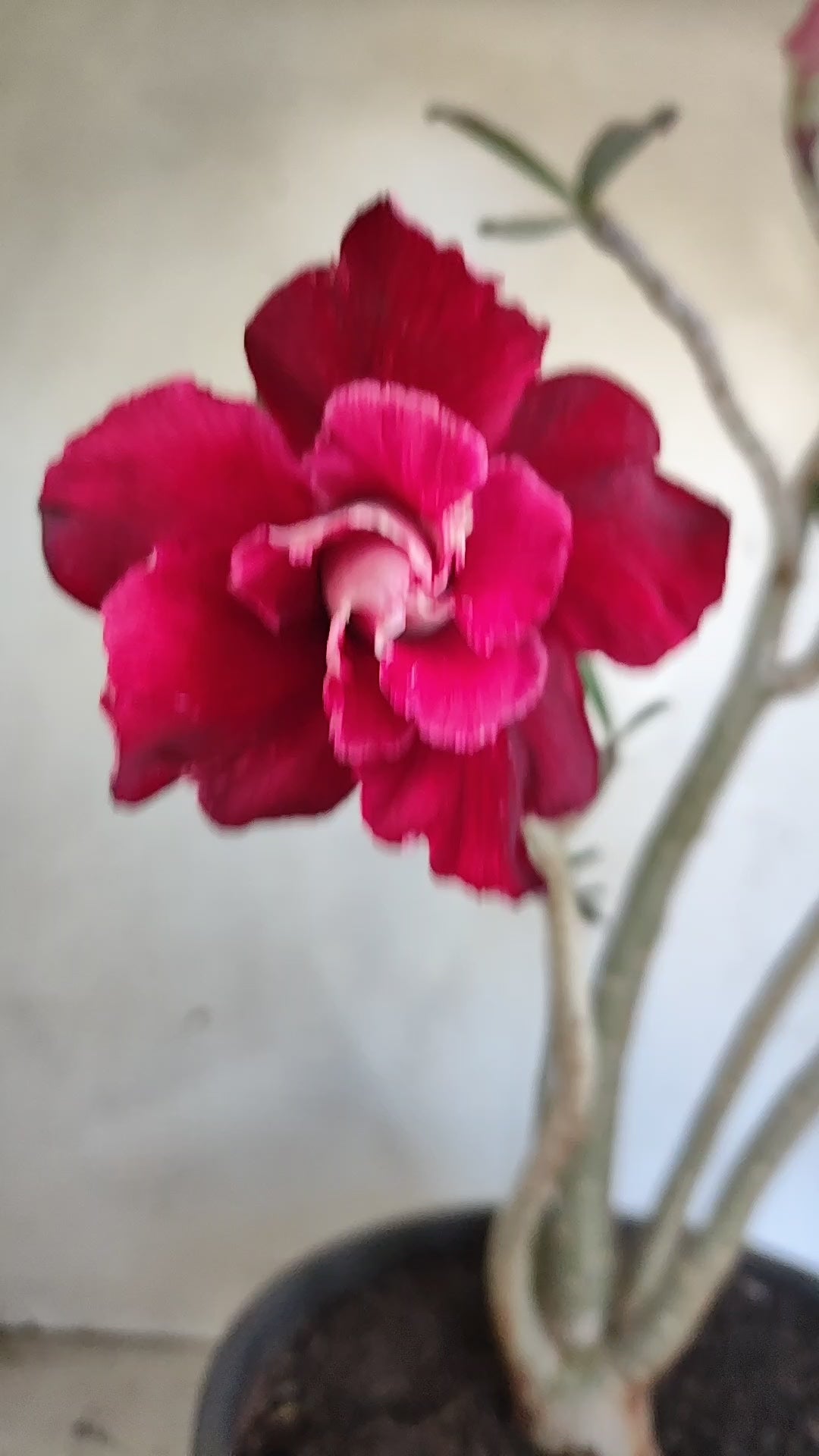 Planta Dobrada 3975 – 35cm – 03 anos